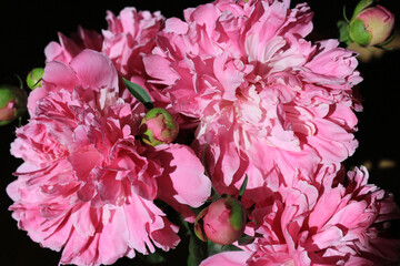 Peonies. Flower petals close-up. Spring flowers. Blooming peonies. Pink peonies on a black background. Blank for a puzzle and a postcard.