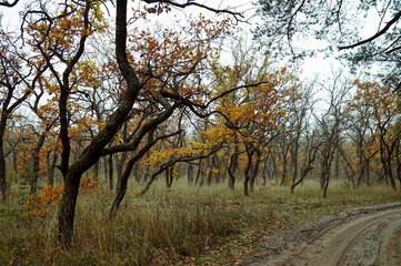 Mysterious autumn forest with yellow leaves and black tree trunks