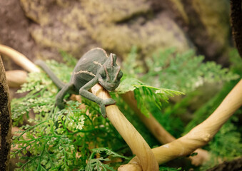 funny iguana holds fast to the tropical liana .selective focus. High quality photo