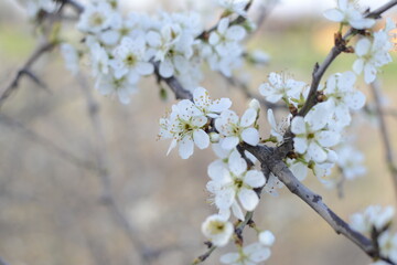 Fototapeta premium tree blossom