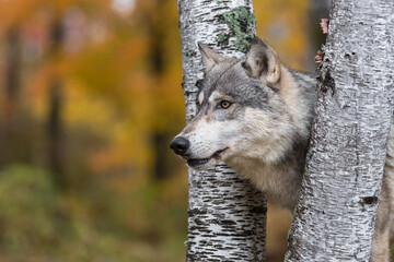 Grey Wolf (Canis lupus) Looks Intently Left From Between Birch Trees Autumn