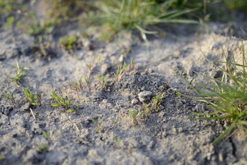 plant in the ground