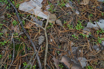 Cones are lying among the branches in a pine forest