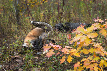 Red Fox (Vulpes vulpes) Tussles With Cross Fox Silver in Background Autumn