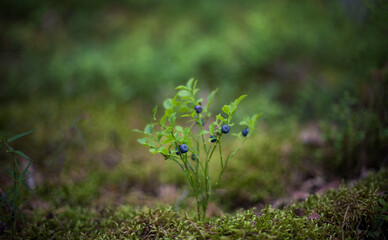Blueberry in natural habitat