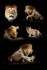 Plakat Set of many lion. Wildlife animal on black background