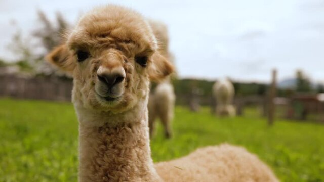 Zoomed in shot featuring an adorable alpaca, as he looks at camera, other blurred out alpacas can be seen roaming around green filed. 