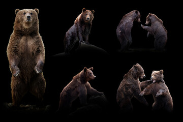 Set of many bear. Wildlife animal on black background