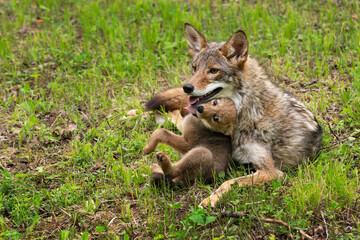 Naklejka na ściany i meble Coyote Pup (Canis latrans) Squirms and Touches Adult With Tongue Summer