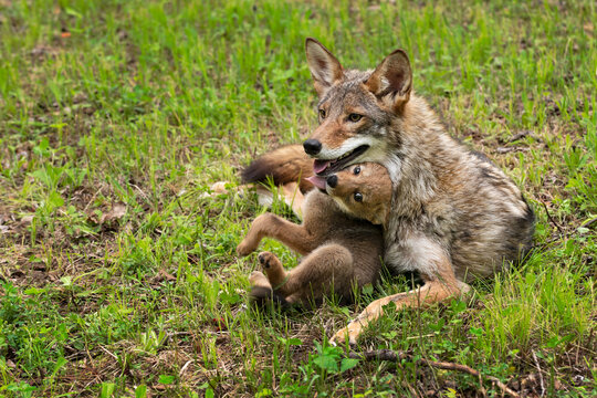 Coyote Pup (Canis latrans) Squirms and Touches Adult With Tongue Summer