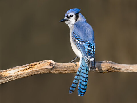  Blue Jay Portrait in Early Spring on Brown Background