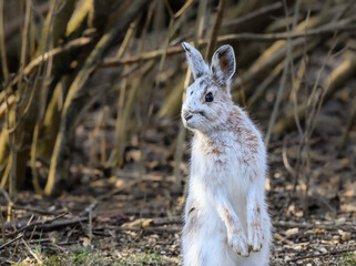 Snowshoe Hare Portrait in Early Spring. It's changing its winter white coat to brown