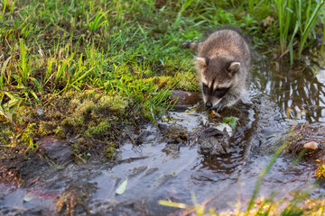 Raccoon (Procyon lotor) Washes Paws in Stream of Water Summer