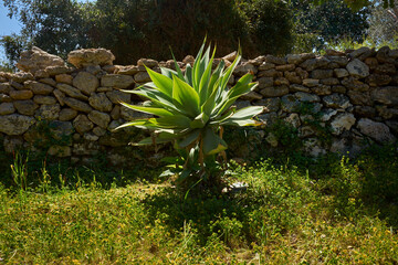 agave plant near a typical Sicilian stone wall