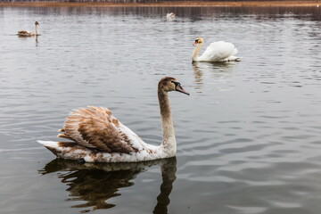 Swans on the Gorodishchenskoe lake near the Slovenian springs (springs of the Twelve Apostles). Pechory, Russia 