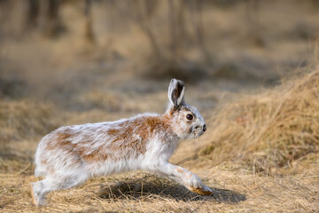Snowshoe Hare Running in Early Spring. It's changing its winter white coat to brown