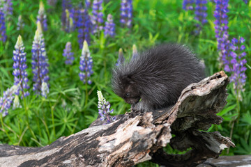 Porcupette (Erethizon dorsatum) Looks Down at Log Lupine in Background Summer