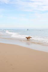 Chien court &agrave; la plage