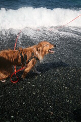 Chien qui aboie sur les vagues