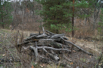 Forest in late autumn. Bare tree branches without leaves.