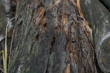 It is brown from the bark of an old tree