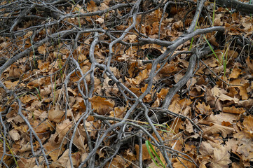 Forest in late autumn. Bare tree branches without leaves.
