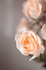 bouquet of roses close-up on a powdery background. greeting card concept. vertical image