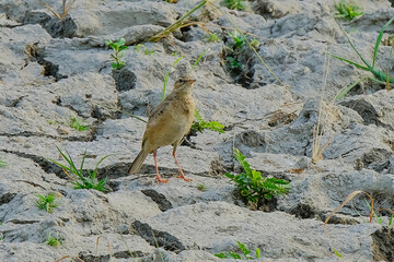 Paddyfield Pipit