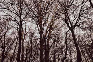 Silhouettes of dry trees in a forest during a spring evening.