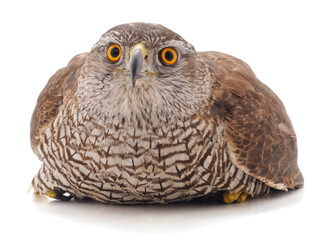 One sitting brown falcon.