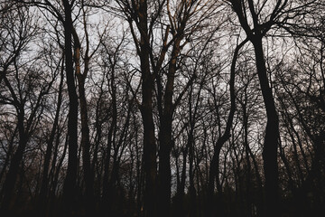 Silhouettes of dry trees in a forest during a spring evening.