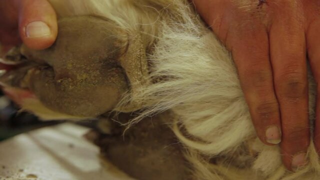 Zoomed in videography of a person cutting down the grown and muddy toe nails of a domesticated alpaca with a pair of sharp scissors. 