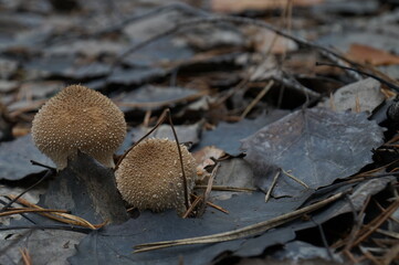 Mushrooms raincoats grown in the autumn forest