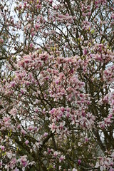 Fototapeta premium Spring Time