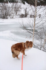 Chien d&rsquo;hiver