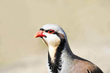 Portrait eines Steinhuhns. Heller Hintergrund.  Alectoris graeca
