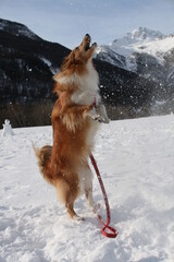 Chien joue avec la neige