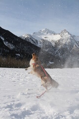 Chien joue avec la neige