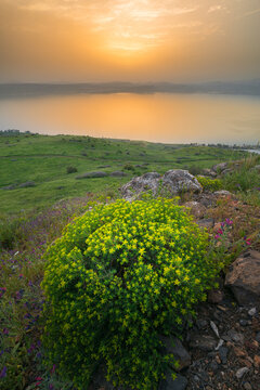 Peaceful orange sunset over the Sea of Galilee, with flower-covered hill slope in the foreground, and the city of Tiberias and surrounding hills, including the Arbel cliff in the background; Israel