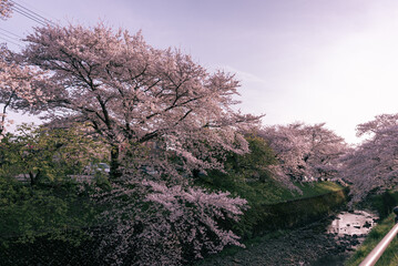 所沢東川の満開の桜