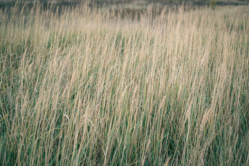 Beautiful meadow grass in the soft light of the sunset. Floral background.