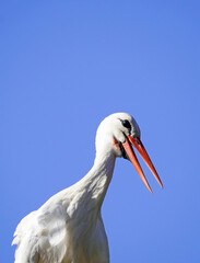 White stork with cloudless blue sky in the background. Ciconiidae