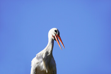 White stork with cloudless blue sky in the background. Ciconiidae