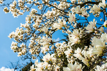 spring bloomed, magnolia blossomed pink buds and white