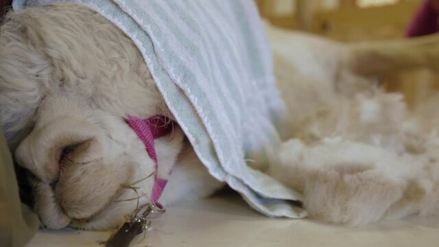 Zoomed in shot of an alpaca under sedative effect being sheared by a professional lady, as she skillfully works on the animals legs. 