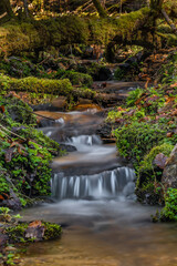 Tributary creek of Uhlava river in national park Sumava in spring day