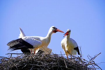 Pair of storks in a nest with blue sky in the background
