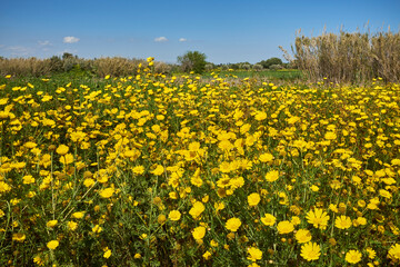 blooms of yellow flowers with insects in full spring