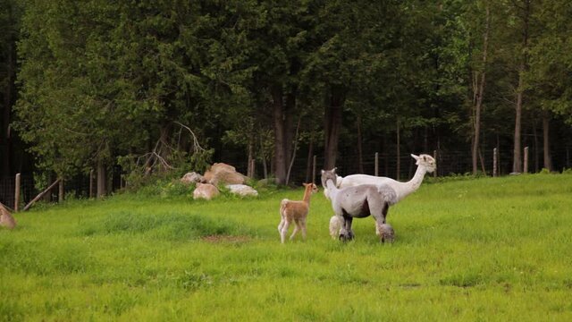 Videography of few sheared down alpacas wandering softly on a green field, with tall and beautiful green trees in the background. 