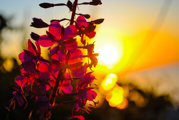 Flower in the light of the setting sun